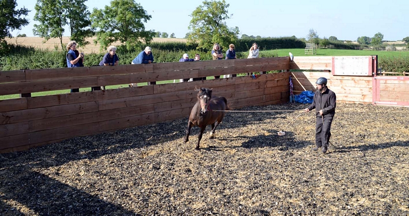 Training pen with horse in training